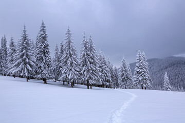 Fototapeta premium Nature winter scenery. High mountain. On the lawn covered with snow there is a trodden path leading to the forest. Snowy background. Location place the Carpathian, Ukraine, Europe.