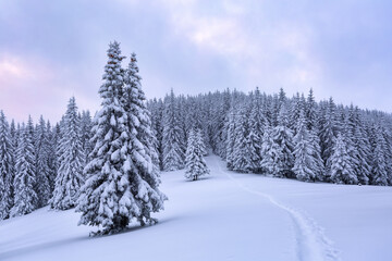 Fototapeta na wymiar Nature winter scenery. High mountain. On the lawn covered with snow there is a trodden path leading to the forest. Snowy background. Location place the Carpathian, Ukraine, Europe.