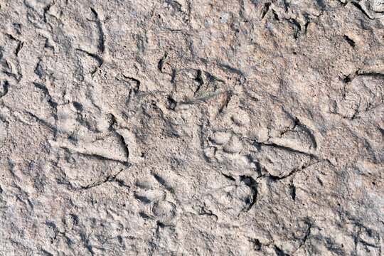 Bird footprints in dry mud 