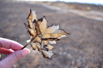 hand holding a leaf