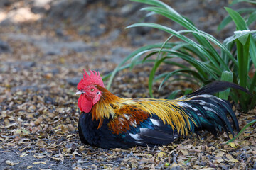 The fighting cock in garden nature farm at thailand