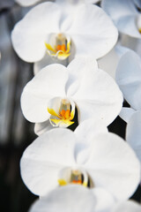 Naklejka na ściany i meble Close up of a orchid