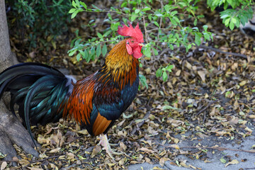 The fighting cock in garden nature farm at thailand