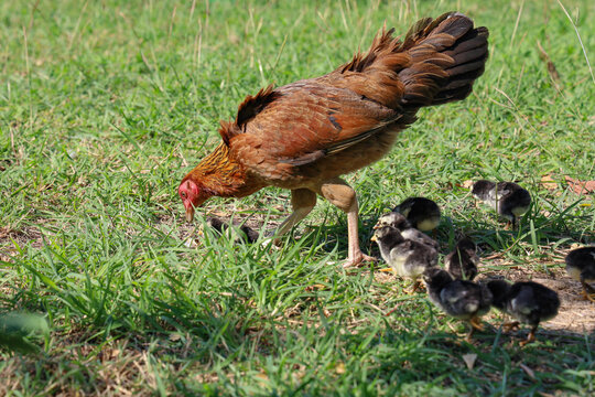 fighting cock hen and baby cock eat food in garden at thailand