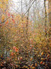 Autumn foliage along the Willamette River outside Eugene, Oregon