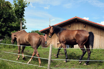 horses in the field