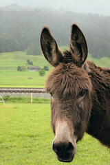 Fototapeta premium smart donkey