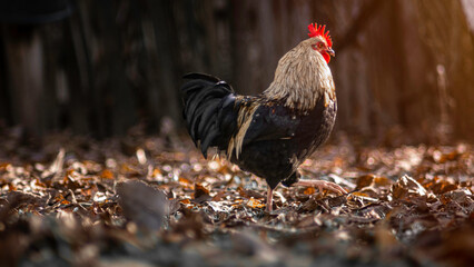 A large rooster stands in the tall grass on a sunny day. Autumn leaves in background