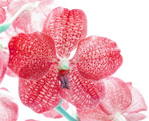 Red orchid flower example