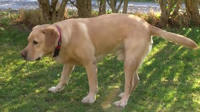 Ein reinrassiger Labrador Retriever R&uuml;de in der Wiese
