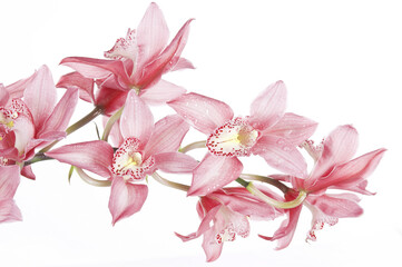 Fototapeta na wymiar Orchid flower open example
