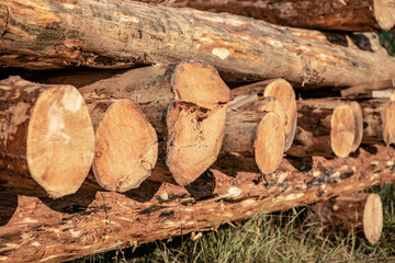 Huge bare cedar logs lined up in a row
