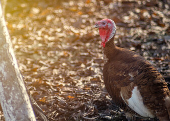 The turkey stands on a fallen leaf on a sunny day. An isolated bird in the wild