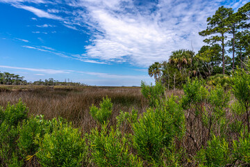 Images from the Lower Suwannee River Wildlife Management Area in Florida