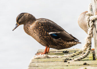 Beautiful duck portrait photo.