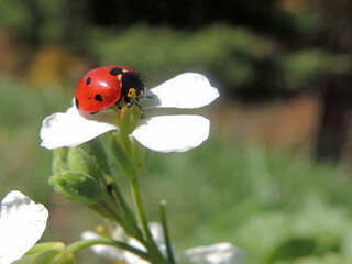 Ladybug