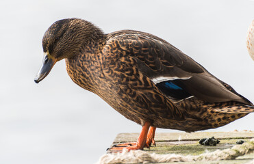 Beautiful duck portrait photo.