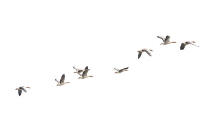 Wild Goose, Greylag Goose. Flying geese.