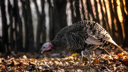 The turkey stands on a fallen leaf on a sunny day. An isolated bird in the wild