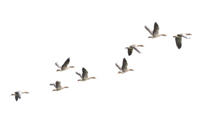 Wild Goose, Greylag Goose. Flying geese.
