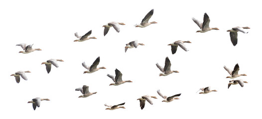 Wild Goose, Greylag Goose. Flying geese.