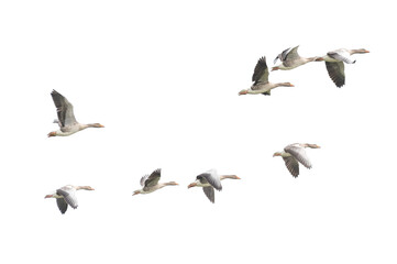 Wild Goose, Greylag Goose. Flying geese.