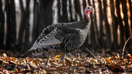 The turkey stands on a fallen leaf on a sunny day. An isolated bird in the wild