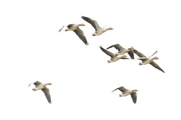 Wild Goose, Greylag Goose. Flying geese.