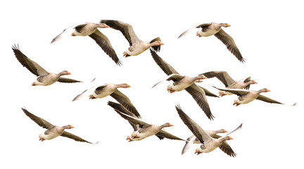 Wild Goose, Greylag Goose. Flying geese.