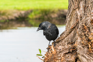 Beautiful black crow.