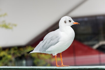 Beautiful white seagull in city.