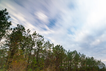 Obraz premium Cloud motion among pine tree forest in Mississippi