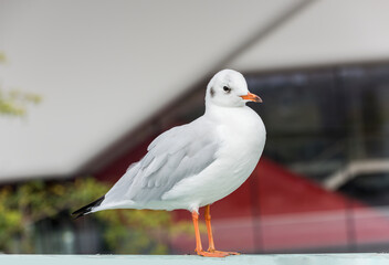 Beautiful white seagull in city.