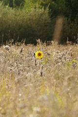Single sunflower