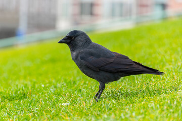 Crow on the green grass.