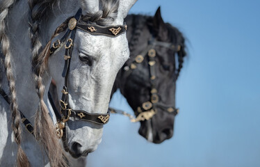 Close-up portrait of two Andalusian horses in motion.