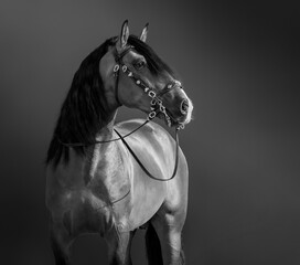 Black-and-White portrait of Andalusian Horse.