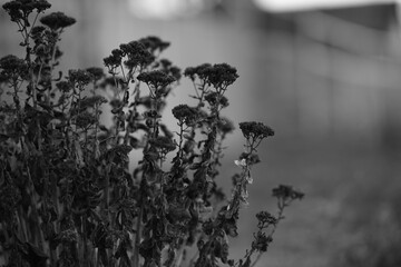 Dry bush of an yarn plant. Autumn flowers and grasses in blurred field. BW photo.
