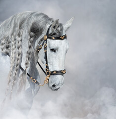 Fototapety  Hiszpański koń jasnoszary z długą grzywą w jasnym dymie.