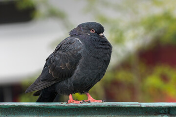 Beautiful black pigeon portrait photo.