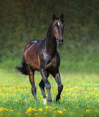Beautiful bay horse running in meadow.