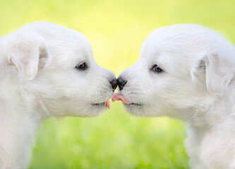 Two white puppies kissing each other.