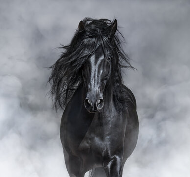 Portrait of black Andalusian Horse in light smoke.