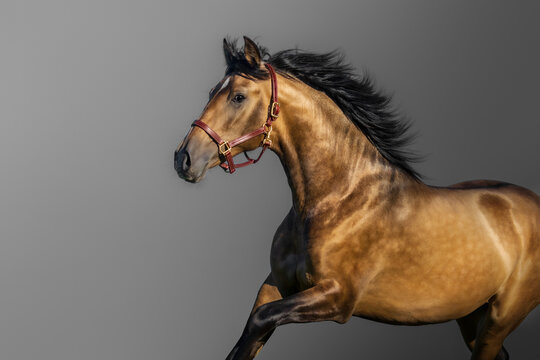 Portrait in motion of golden bay Andalusian horse.