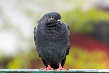 Beautiful black pigeon portrait photo.