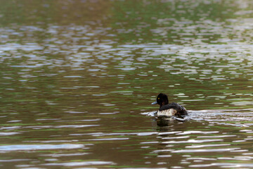 Common porron swimming in a lake