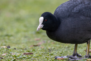 Focha comiendo hierba