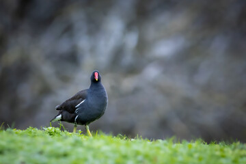 Portrait of a moorhen