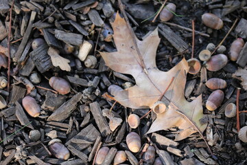 nature morte