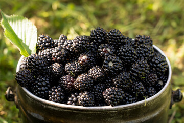 fresh forest blackberries collected in metal dishes, close-up, selective focus, tinted image, black forest berry